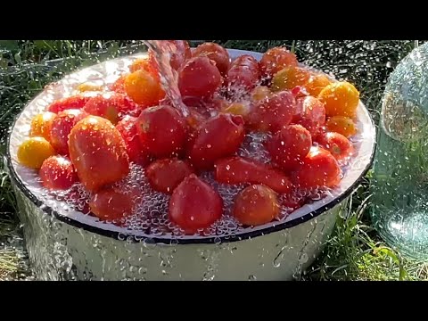 Видео: Вкуснейшие КВАШЕНЫЕ ПОМИДОРЫ Готовлю ведрами и не хватает Проверенный рецепт