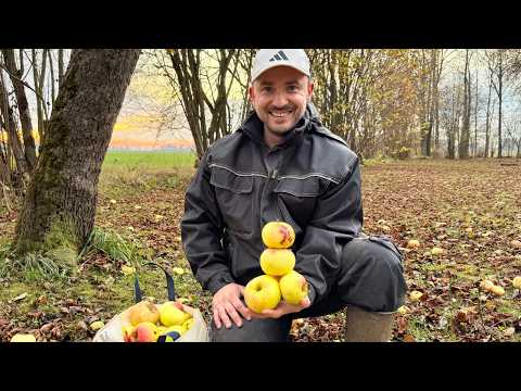 Видео: Последний урожай и большое событие — у нас появилось хозяйство!