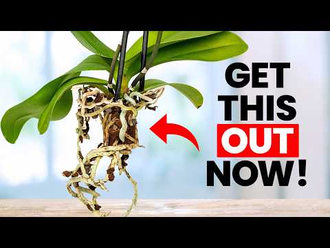 Видео: Удалите это секретное средство от растений прямо сейчас