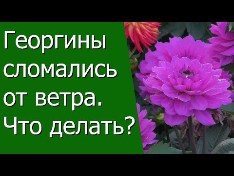 Видео: Георгины сломались от ветра. Что делать?