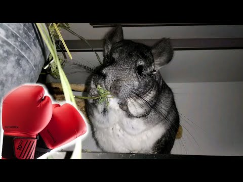 Видео: Почему шиншиллы дерутся?🤔