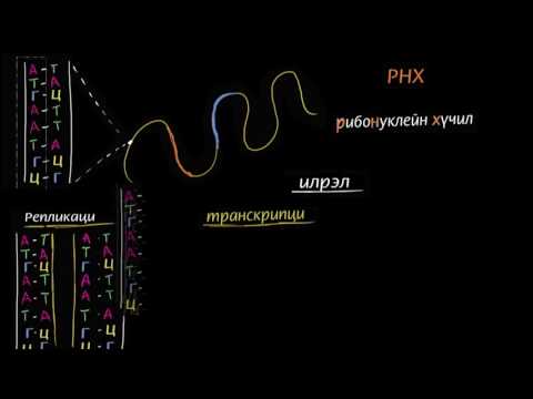 Видео: РНХ-ийн транскрипц ба трансляци /хуулбарлалт ба хөрвүүлэлт/