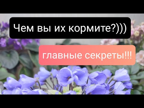 Видео: "Чем я их кормлю" Самое главное в выращивании фиалок