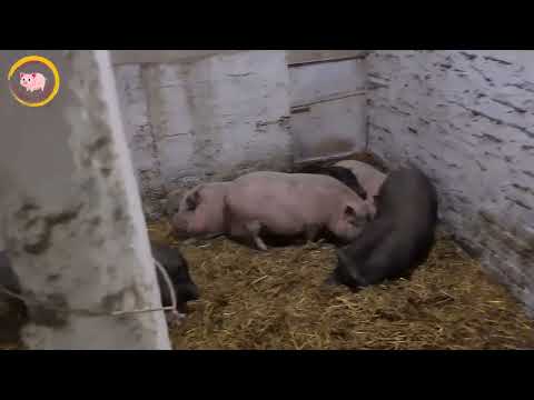 Видео: В'єтнамські свині з чого почати/Розведення поросят В'єтнамські породи