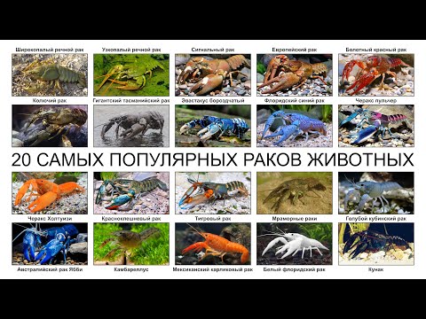 Видео: Топ 20 САМЫХ ПОПУЛЯРНЫХ РАКОВ ЖИВОТНЫХ