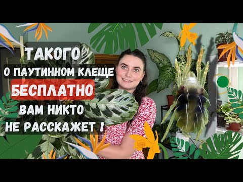 Видео: Такого о паутинном клеще БЕСПЛАТНО вам НИКТО не расскажет!