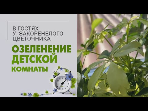 Видео: Озеленение детской комнаты - окончание порядка на 2 этаже или нет?