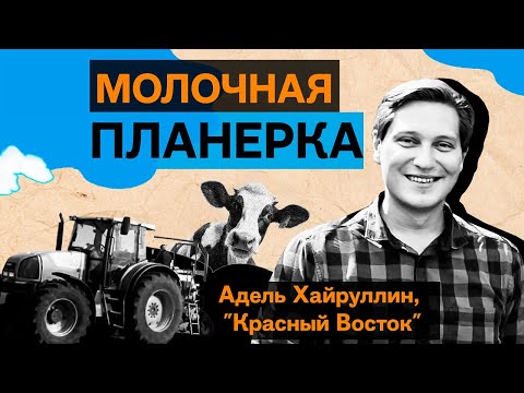 Видео: Адель Хайруллин, «Красный Восток»: как развивается крупнейший производитель молока Татарстана
