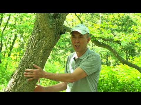 Видео: Паутина Истории. Лебяжьи озёра и дендрарий.