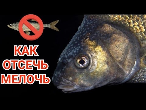 Видео: Как отсечь мелкую рыбу? (Мой Опыт)