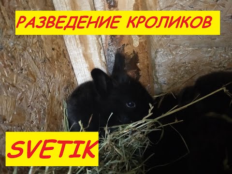 Видео: КРОЛИКИ///ВЕС КРОЛИКОВ///Кролики содержание и разведение