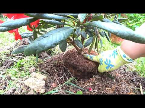 Видео: КАК ПОСАДИТЬ РОДОДЕНДРОН ПРАВИЛЬНО