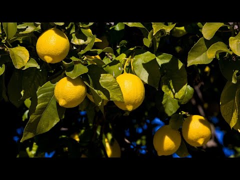 Видео: Избавляемся от щитовки.Боремся с щитовкой и паутинным клещом на лимоне.Лечим лимон.легкий способ.