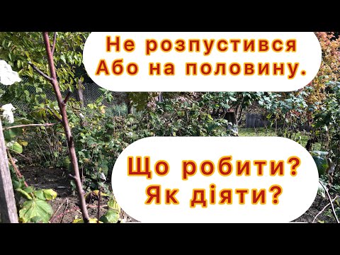 Видео: Посадили саджанець,а він не росте?зупинився в рості?Полив розчином потрібно до пʼяти років.