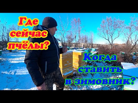 Видео: КОГДА СОСТАВЛЯТЬ ПЧЁЛ В ЗИМОВНИК, СОСТОЯНИЕ ПЧЕЛОСЕМЕЙ В НОЯБРЕ, ОТВЕТЫ НА КОММЕНТАРИИ.