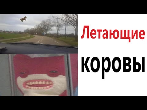 Видео: Приколы! ЛЕТАЮЩИЕ КОРОВЫ - МЕМЫ!!! Смешные видео от – Доми шоу!