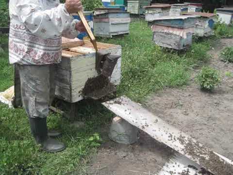 Видео: Принудительное роение .Часть 1.