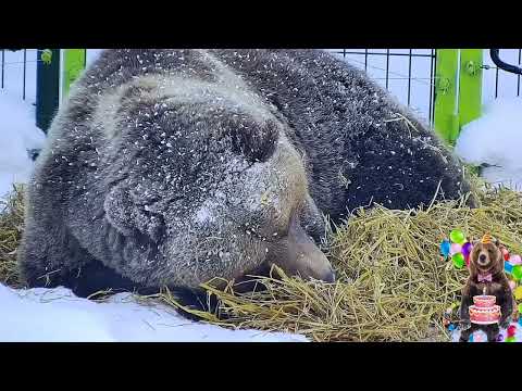 Видео: Вынес солому к входу, и лёг ждать Папу. Медведь Мансур 🐻💕