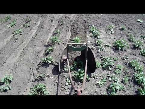 Видео: Дисковий підгортач картоплі