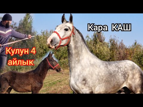 Видео: Кара  Кашттуу   Өспүрүм  Ноокат Центрден / 4 айлык  Чыкты