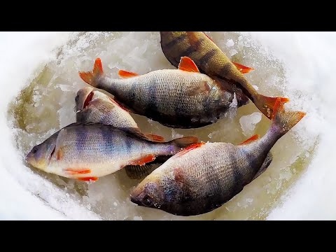 Видео: ЧТО ТВОРИТ ЭТА ПРИМАНКА! Ловлю теперь только на неё! КРУПНЫЕ ОКУНИ ПРОСТО СХОДЯТ С УМА!