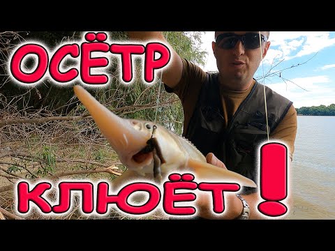 Видео: ОСЁТР КЛЮЁТ! РЫБАЛКА НА ОСЕТРА! Река Дунай - стерлядь, осетр, севрюга...