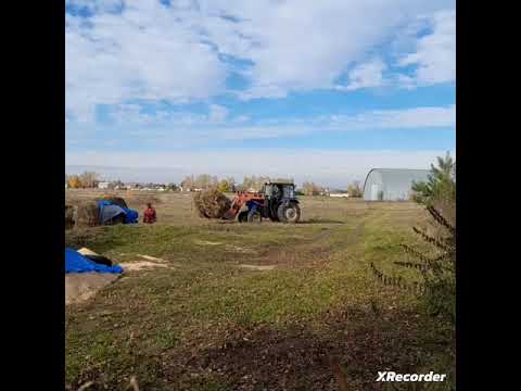 Видео: Привезли опилки и сено.