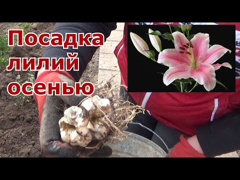 Видео: Осень - отличное время для посадки и пересадки луковиц лилий. Общие правила посадки для разных лилий