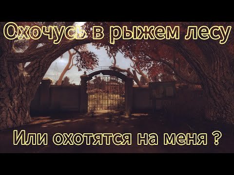 Видео: Как вам такая охота?