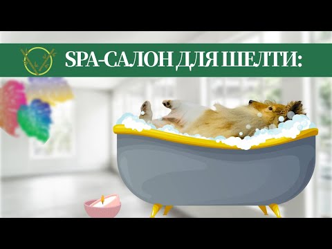 Видео: Груминг ШЕЛТИ дома / Устроили СПА для собаки 🐶