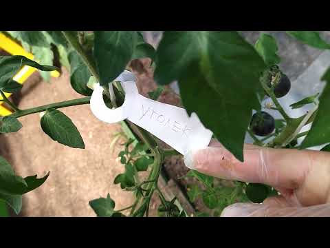 Видео: Чудо-бирки для томатов - не стираются, не выгорают. Без веревочек! Вам точно понравятся!