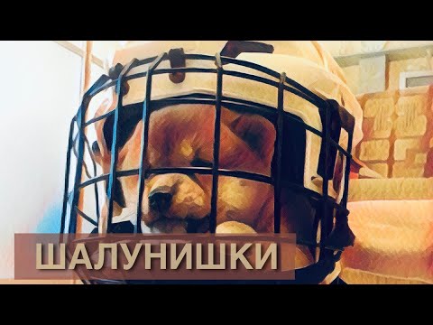 Видео: Шалунишки