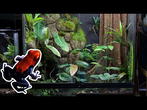 Видео: Создание огромного вивария в джунглях для ядовитых лягушек-дротиков — Возрождение вивария, часть 4