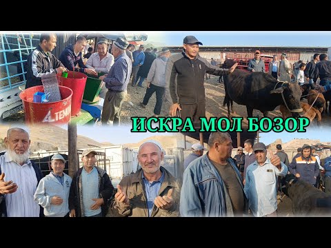 Видео: ИСКРА МОЛ БОЗОР НАРХ НАВОЛАР ТУШДИ 🫣🫣🫣🫣🫣🫣🫣🫣🫣🫣🫣
