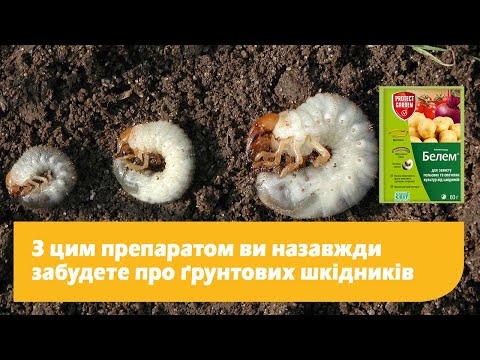 Видео: З цим препаратом ви назавжди забудете про ґрунтових шкідників