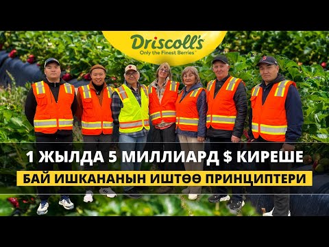 Видео: Кулпунайды дүйнөнүн бардык өлкөсүнө саткан Driscoll's