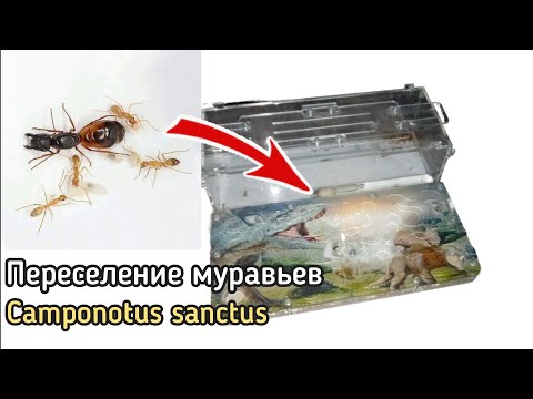 Видео: Переселение муравьёв Camponotus sanctus в новый формикарий!