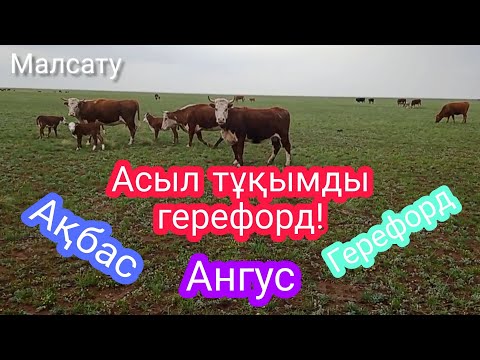 Видео: Ресейден келген асыл тұқымды герефорд бұқа, сиырлар! Герефорд, Ақбас, Ангус сиырлар!