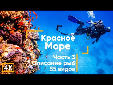 Видео: Рыбы Красного моря (с описанием). Акулы. Осьминоги. Часть 3. Египет. Дайвинг. (Сафага)