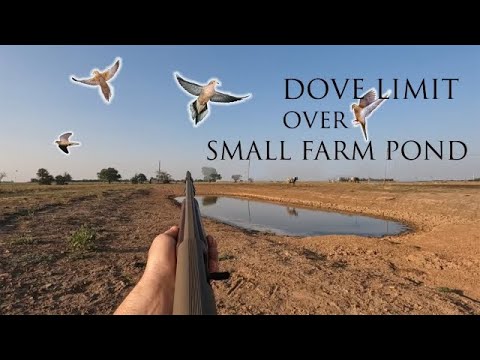 Видео: Ограничение по голубям над небольшим прудом для скота!