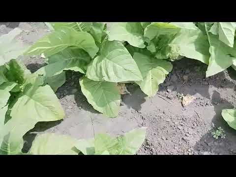 Видео: Ещё одна подкормка