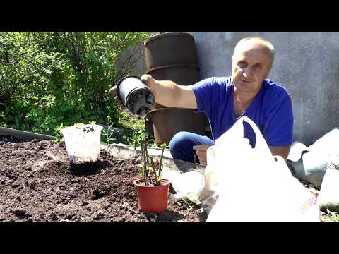 Видео: Как размножить  ежемалину Медана Тайберри черенками.