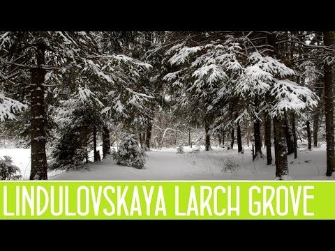 Видео: Линдуловская лиственничная роща