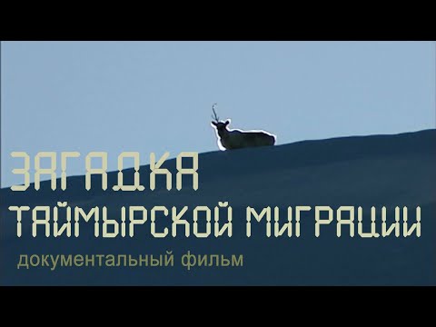 Видео: Таймыр. Дикие северные олени. Миграция. Nature of Russia.