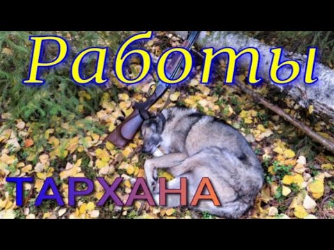 Видео: Охота с западносибирскими лайками на лося, барсука, соболя, медведя. Работа собак по лосиной семье.