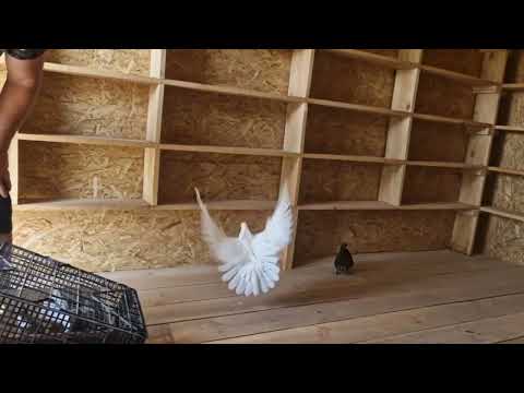 Видео: 2 августа 2025 г.