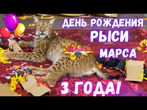 Видео: День рождения рыси Марса, 3 года!  Стрим-совершеннолетие!