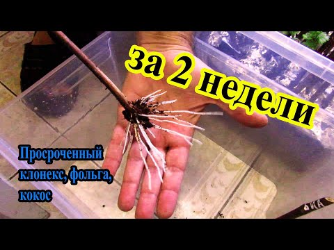 Видео: 🔴🔴 2-х недельный результат укоренения черенков винограда . Виноград Беларуси. Просроченный клонекс.