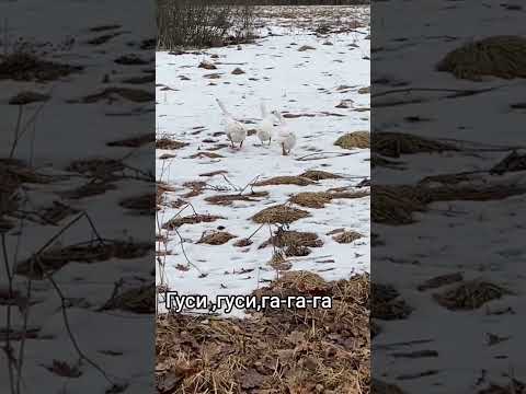Видео: #гуси#вдеревне#домашняяптица