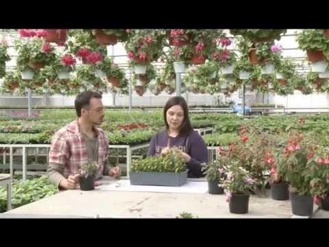 Видео: Фуксия. Загородные премудрости. Выпуск 10